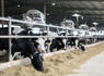 These Animal Agriculture Advances Are Worth Celebrating on Earth Day<br><br>