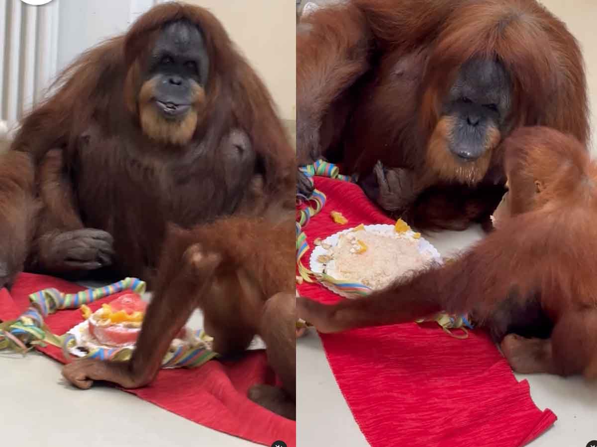 señora orangután más vieja del mundo celebra su cumpleaños número 63