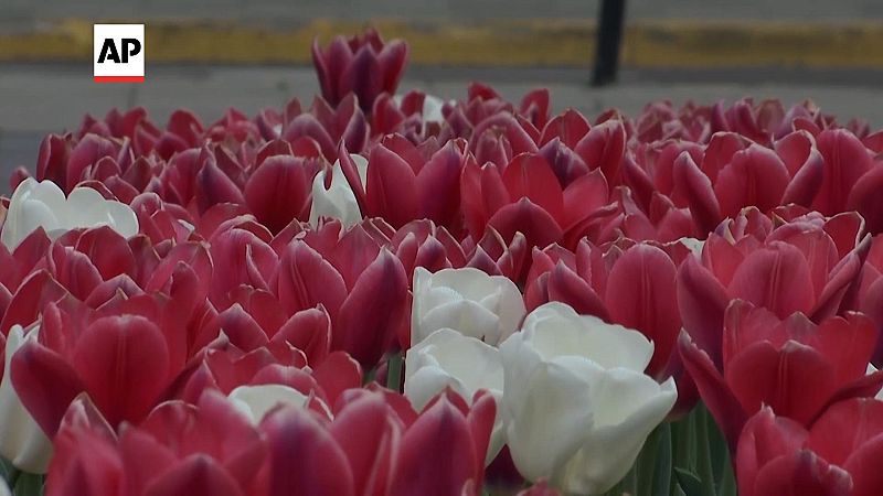 százezer holland tulipánt ültettek lviv belvárosában