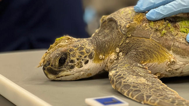 Sea turtle stranding season begins; 7 already admitted at the South ...