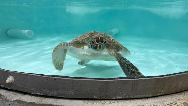 Sea turtle stranding season begins; 7 already admitted at the South ...