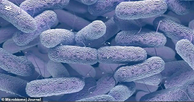 A mutated form of the bacteria E. bugandensis (pictured) was found on the ISS and developed a resistance to drugs. The bacteria has been linked to sepsis in infants and life-threatening infections that could cause inflammation to the inner lining of the heart's chambers and valves
