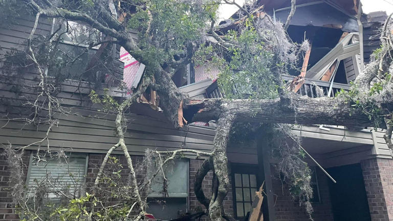 Large oak tree crashes into apartment building in Orange City