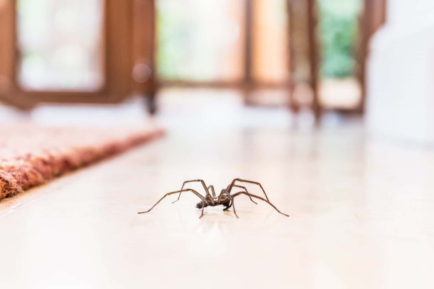 12 Things that Attract Spiders to Your Home