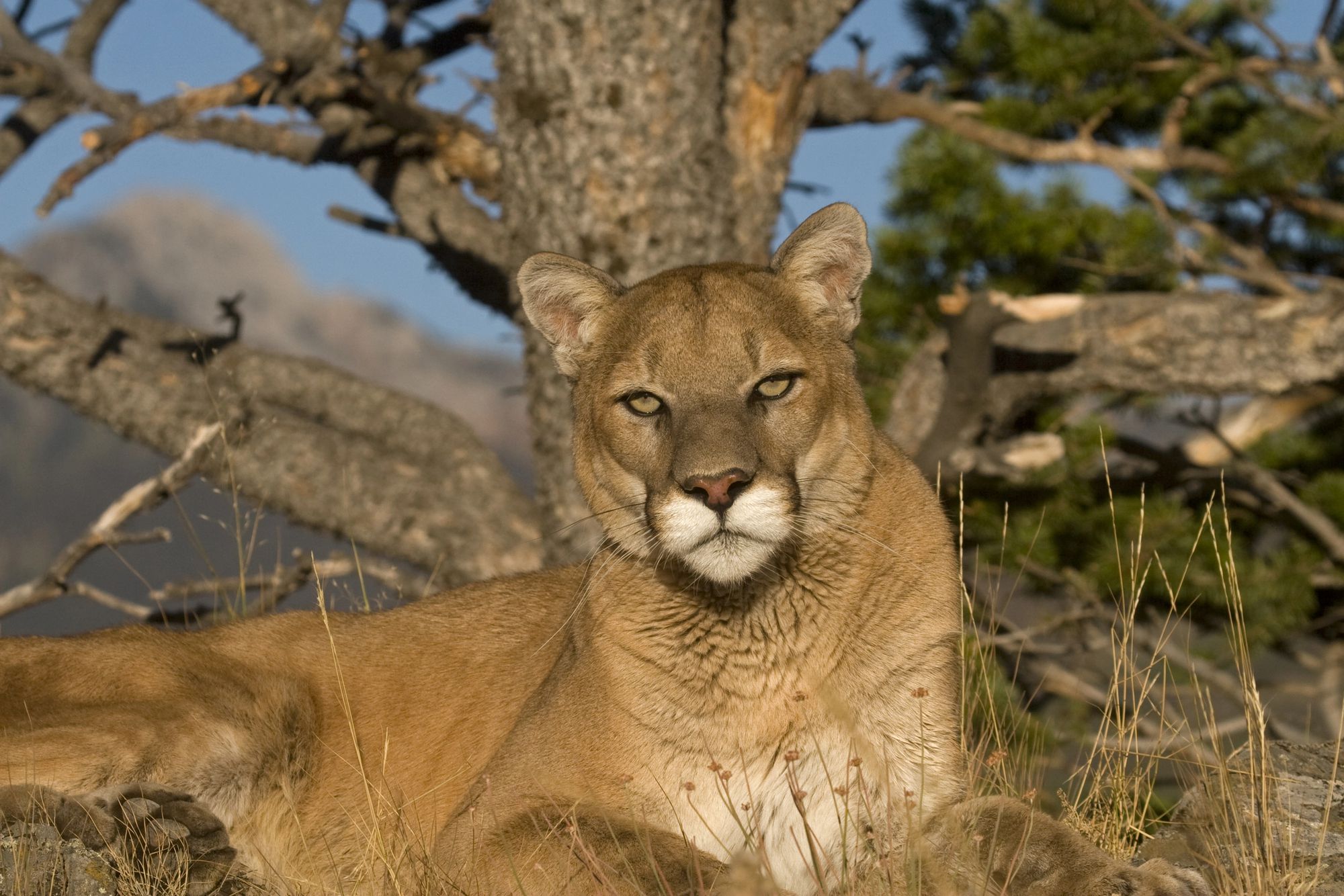 <p><b>Fatal attacks since the 1970s:</b>  16</p><p>Also known as mountain lions, cougars inhabit various environments across the Americas. While cougars have historically roamed throughout North and South America, their numbers in the eastern U.S. have drastically declined due to extensive hunting and loss of habitat. Although cougar attacks on humans are uncommon, they can happen, particularly with young cougars that are testing their boundaries. In the event of an encounter, do not run — instead, stand tall, make noise, and try to appear intimidating while throwing objects if necessary.</p>