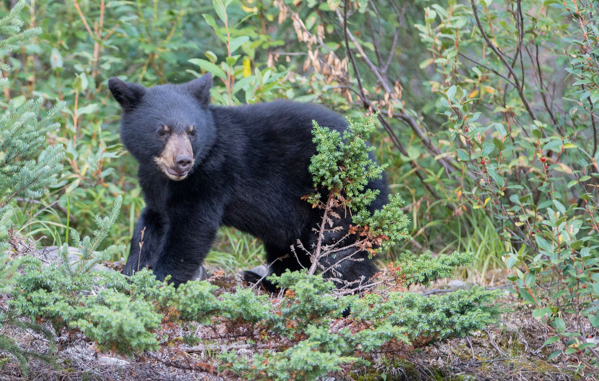 <p><b>Fatal attacks since the 1970s:</b> 54</p><p>Black bears are the most common bear species in North America, with an estimated <a href="https://defenders.org/wildlife/black-bear">population of 300,000 to 400,000</a> in the United States. They are spread out across at least 40 states, with some of the largest populations in California, where there are about 30,000 to 40,000 bears; Pennsylvania, with around 20,000; Wisconsin, which has roughly 24,000; and North Carolina, with around 15,000. While fatal black bear attacks are extremely rare — especially ones predatory in nature — they do happen. The most recent fatal black bear attack in the United States occurred in June 2023 in Arizona, when a <a href="https://www.yahoo.com/lifestyle/black-bear-attacks-kills-man-181123212.html">66-year-old man from Tucson</a> was fatally mauled by a black bear while drinking coffee on his property in the Groom Creek area of Yavapai County.</p>