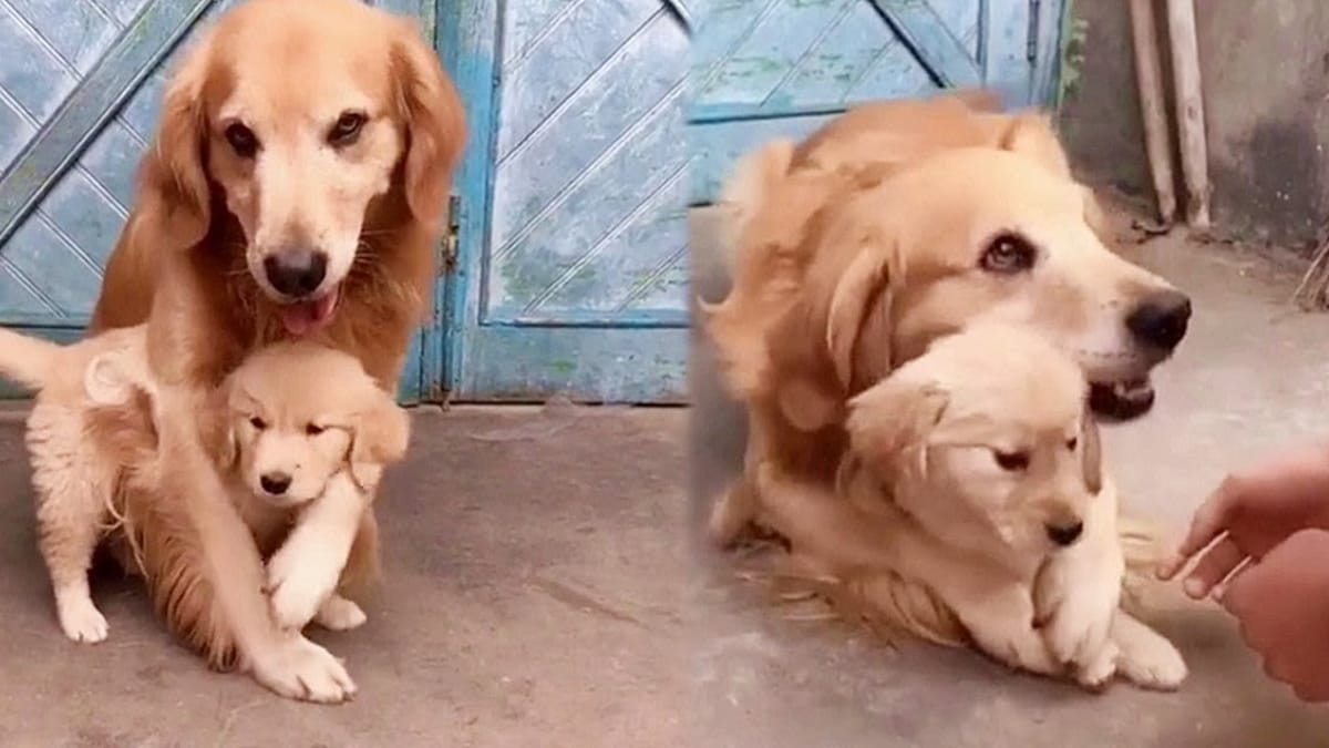 padre sobreprotector no deja que nadie toque a su cachorrito (vídeo)