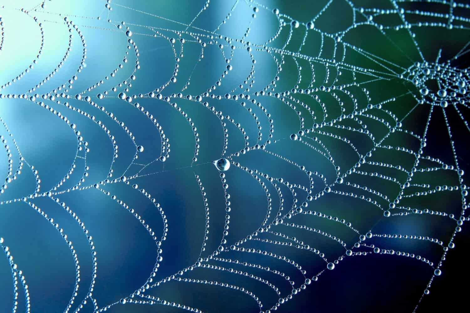 The 7 Types of Spider Webs and the Incredible Spiders That Make Them