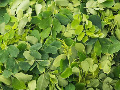 Ask A Nutrition Professional: Does Moringa Help With Weight Loss?<br><br>