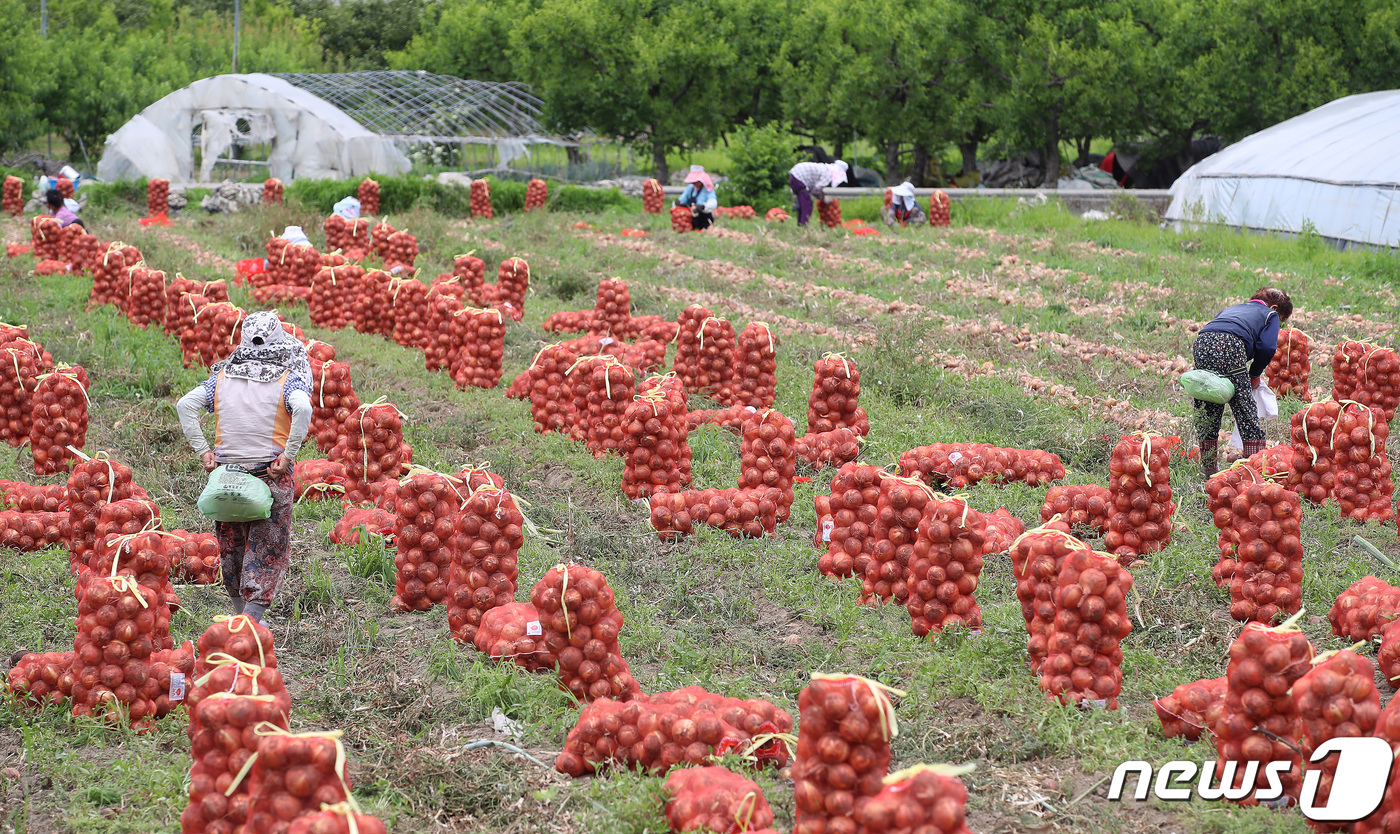 마늘·양파 재배도 기계화…15개 시·군에 82억 투입
