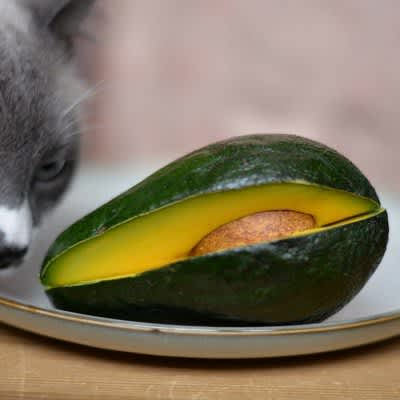 猫の命を脅かす『危険な野菜』5つ どれくらい食べたら危ない？誤飲したときの対処法は？