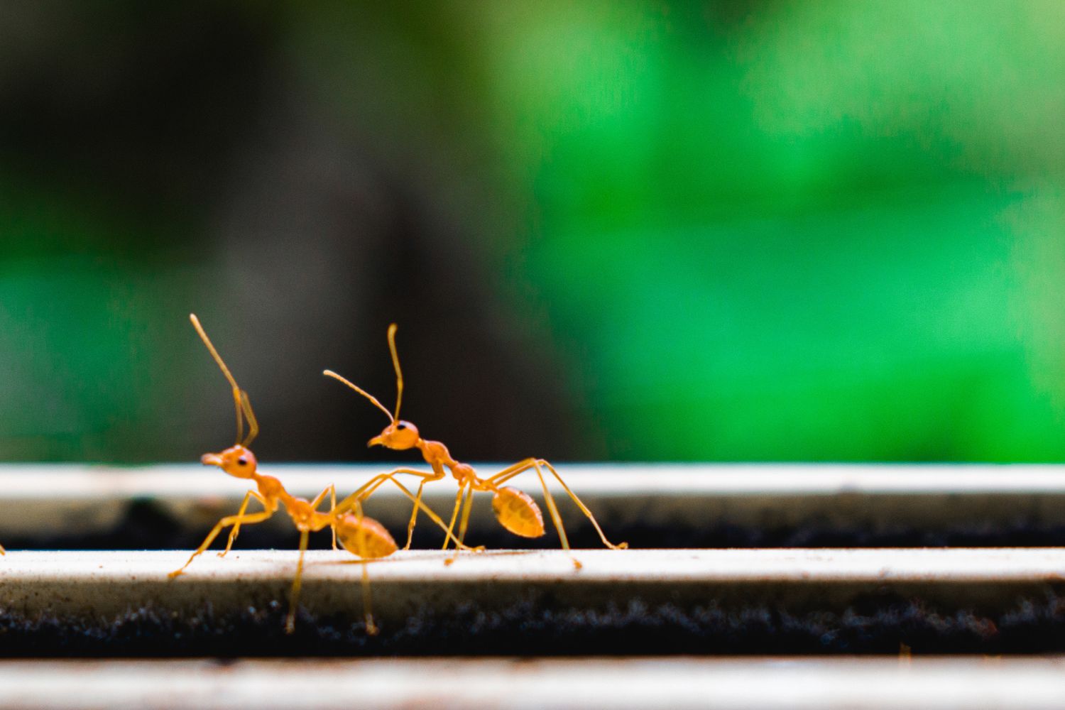 fire ants are now a threat to all of australia – here's what you should know