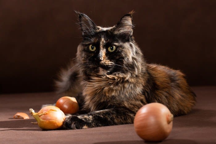 猫の命を脅かす『危険な野菜』5つ どれくらい食べたら危ない？誤飲したときの対処法は？