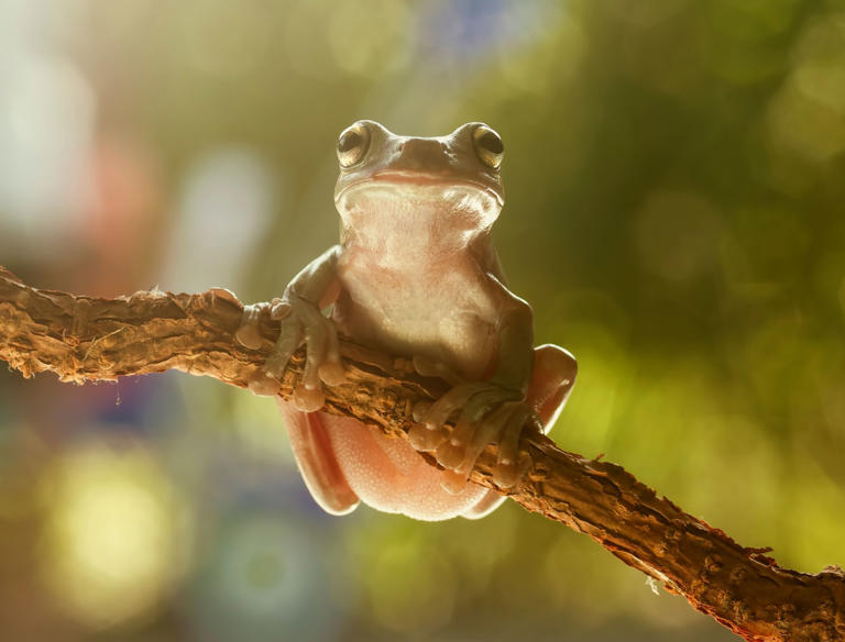 A Tiny Tree Frog is Making Waves for Flower Pollination