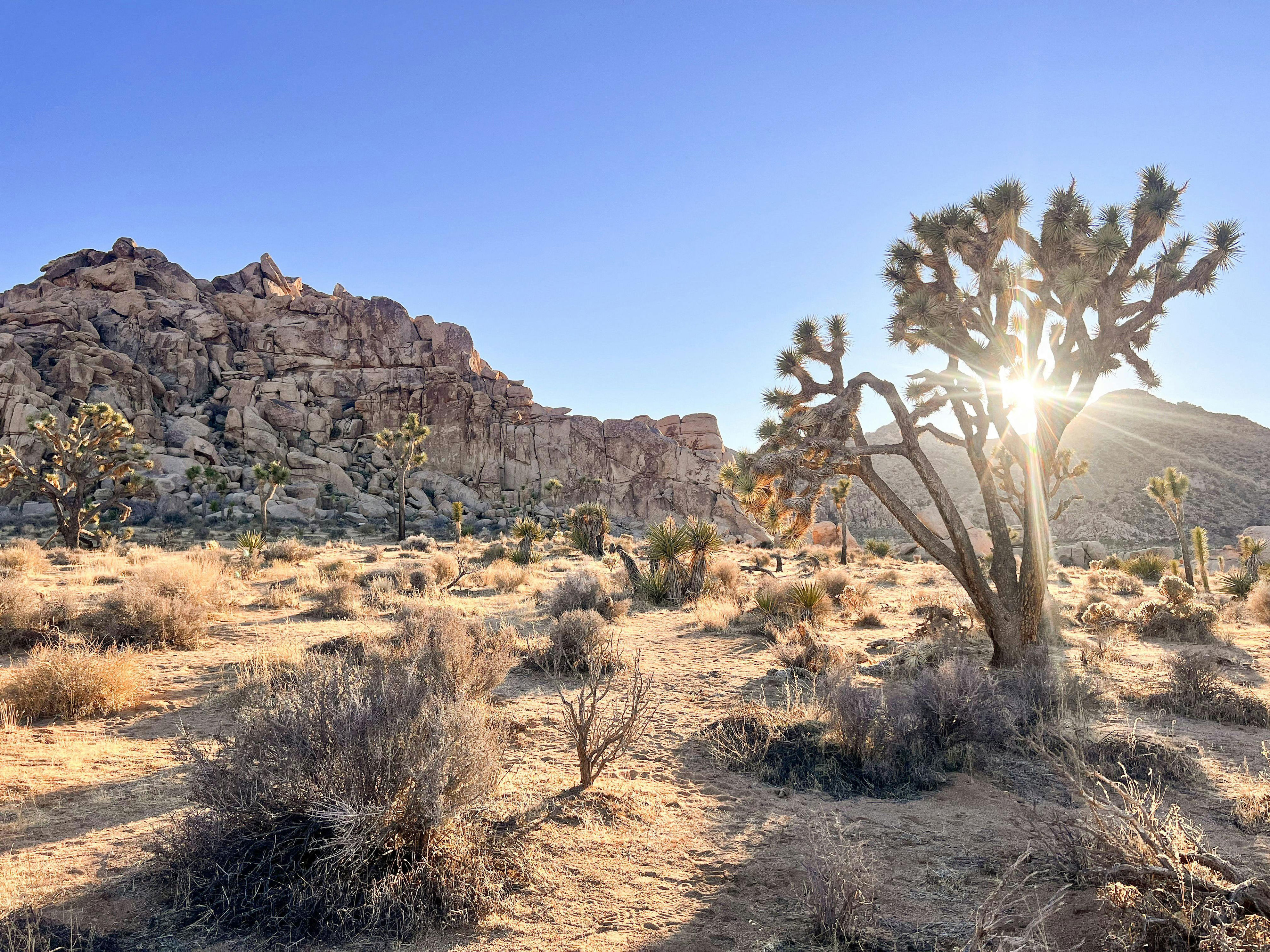 <h3>Joshua Tree, California</h3><p>Joshua Tree was designed with nature girlies in mind! It's made up of two different deserts, both with their own unique landscape, and dozens of picturesque hiking trails. The national park is just a two hour drive from Los Angeles, so flying into LAX is best if you're not a SoCal local. Make a list of your can't miss <strong><a href="https://www.brit.co/best-hikes-in-the-us/">hikes</a></strong> (we recommend Hidden Valley) and get an early start. After a morning of hiking, cool off at a hot springs hotel (day passes are available for $8-$45, depending on the location).</p>