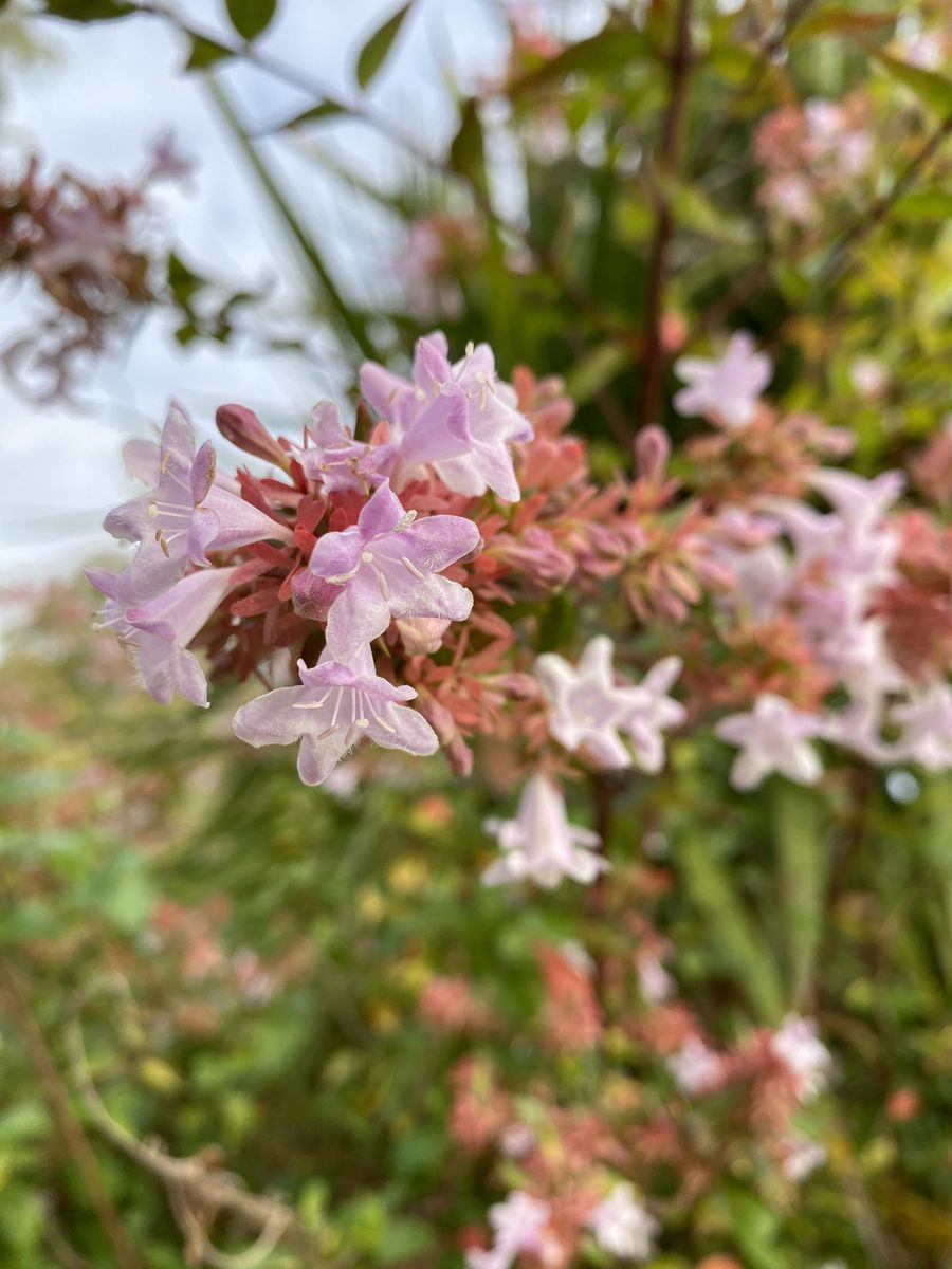 Beautiful Small Shrubs for Outdoor Spaces of Any Size