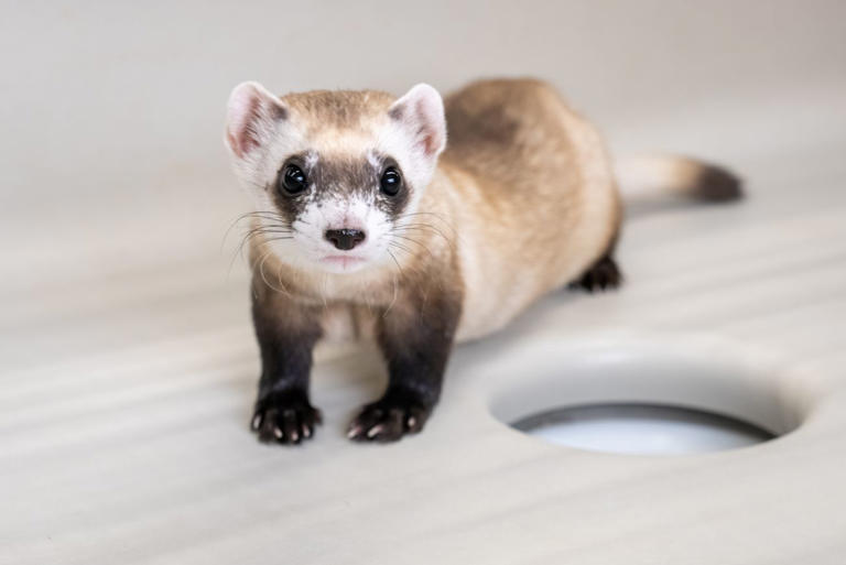 Scientists Clone Two Black Footed Ferrets From Frozen Tissues In Conservation Effort 6850