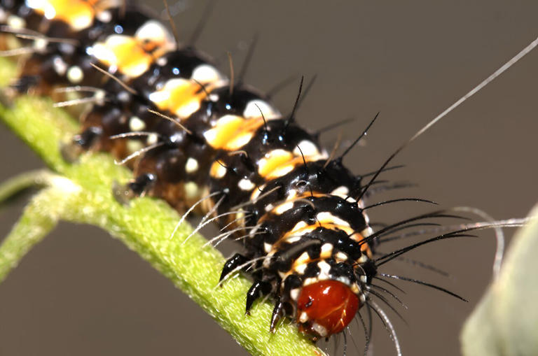 New Findings Shed Light On How Bella Moths Use Poison To Attract Mates