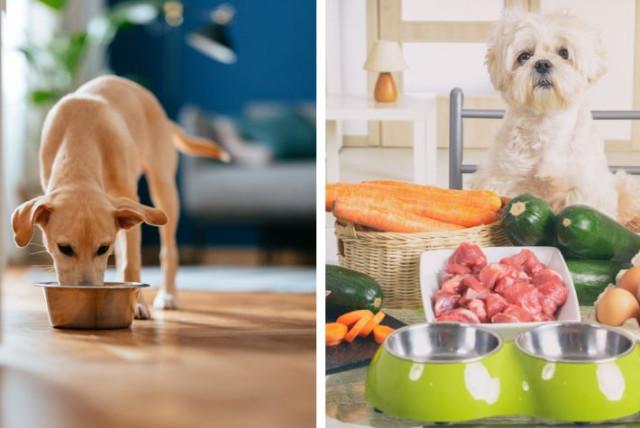 alimentos naturales que son buenos para su perro o gato: huevo y zanahoria