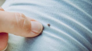 What To Know About Babesiosis, A Tick-Borne Disease That's On The Rise