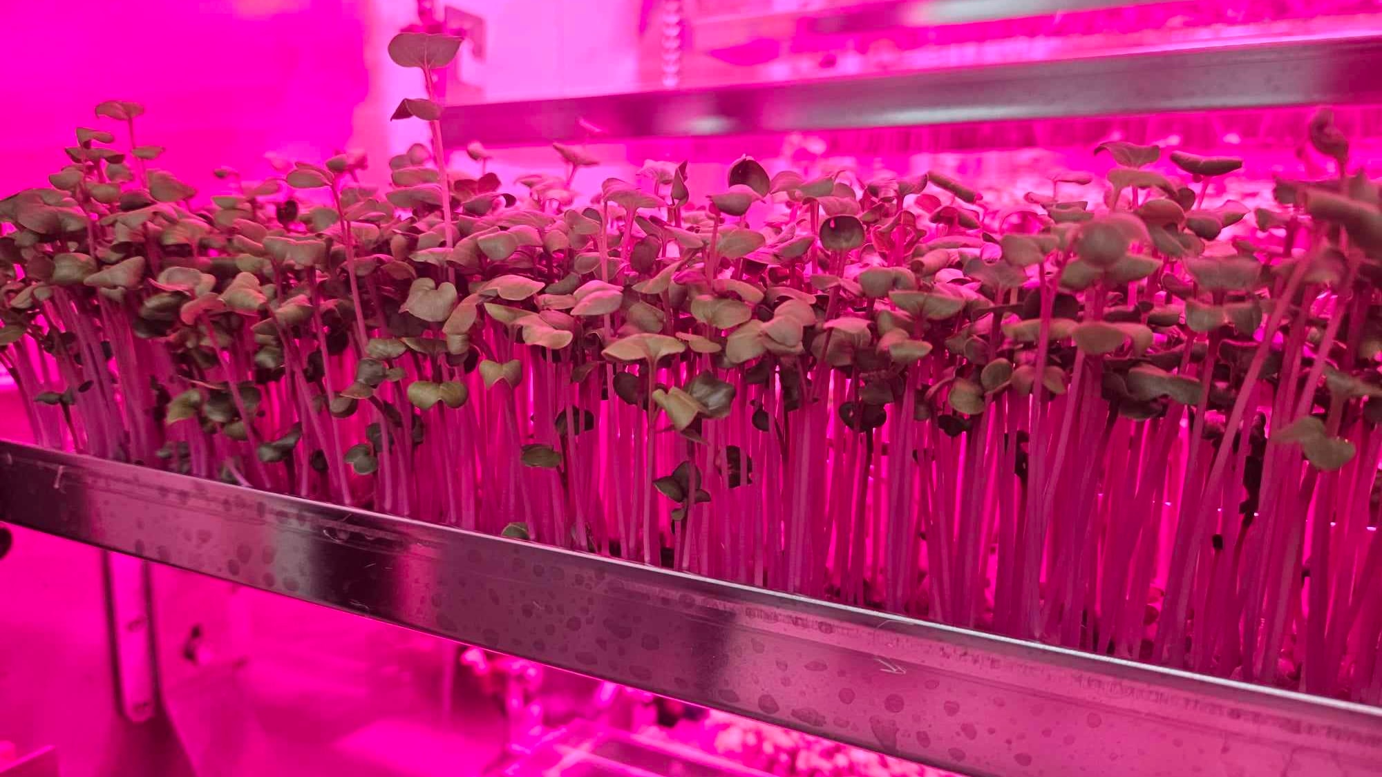 vertical farming technology could bring indigenous plants into the mainstream