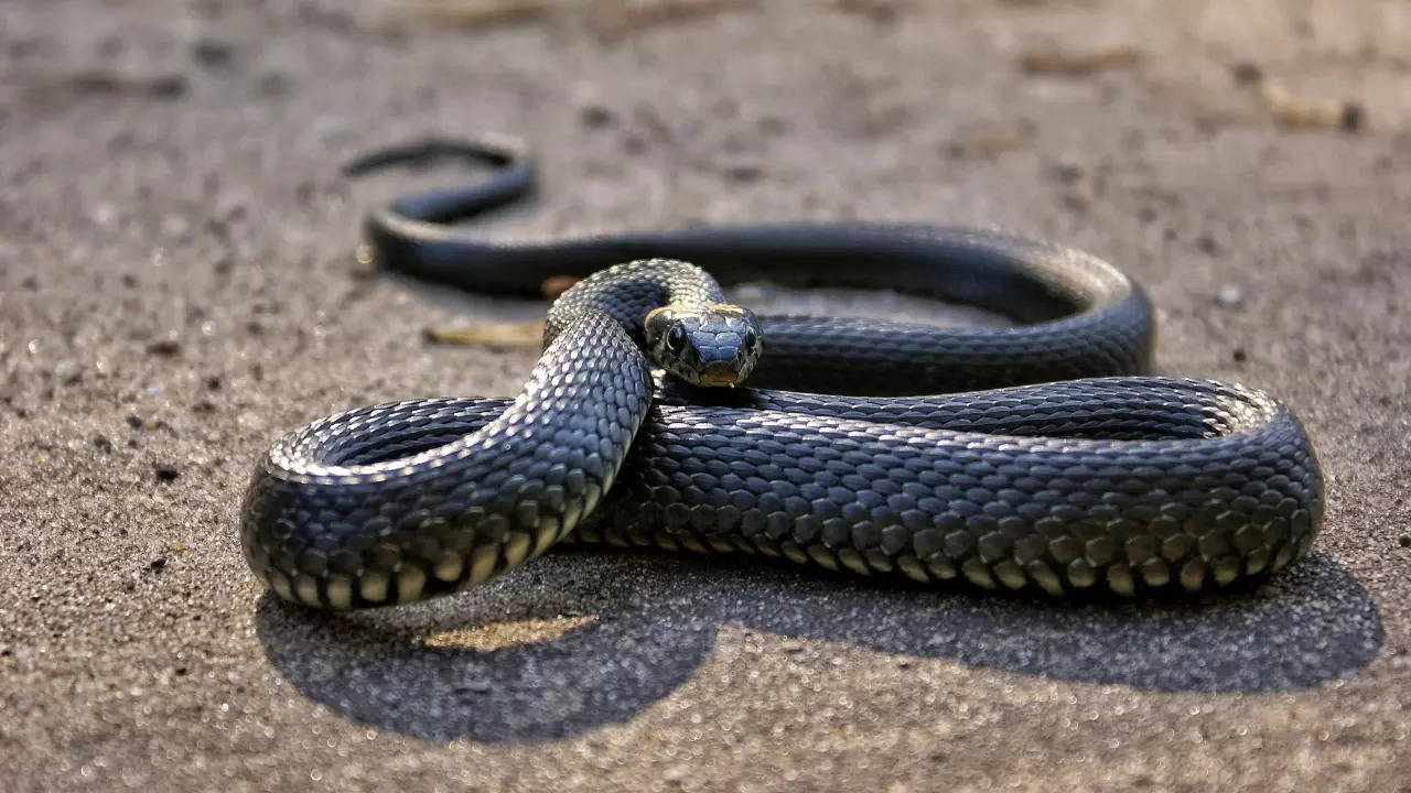 why snake bite victims should not take snakes to the hospital