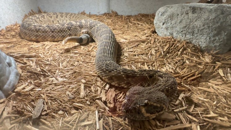 'Looking for love': Rattlesnake mating season off to late start