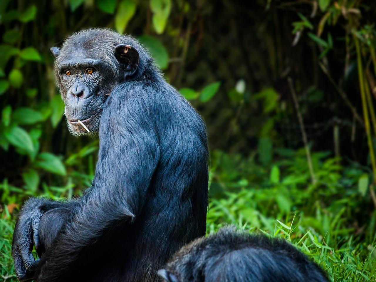 científicos descubren la extraña forma en la que los chimpancés podrían transmitir virus similares al coronavirus a los humanos