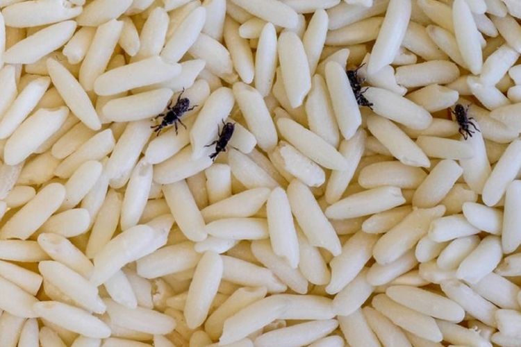 4 cara mudah mengusir kutu beras, no. 4 gak ada yang menyangka