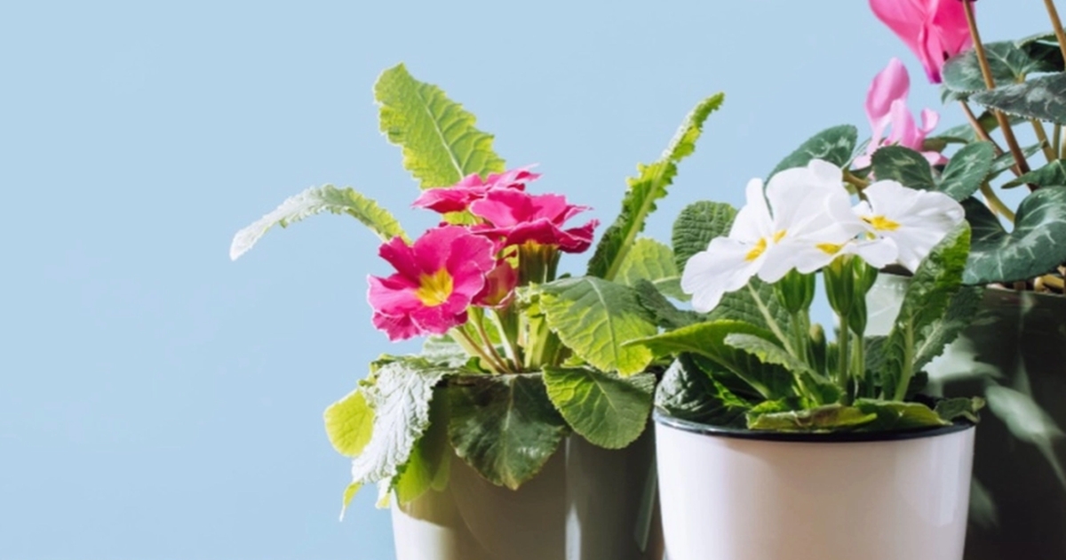 boost your potted plants with a simple kitchen ingredient: potato starch