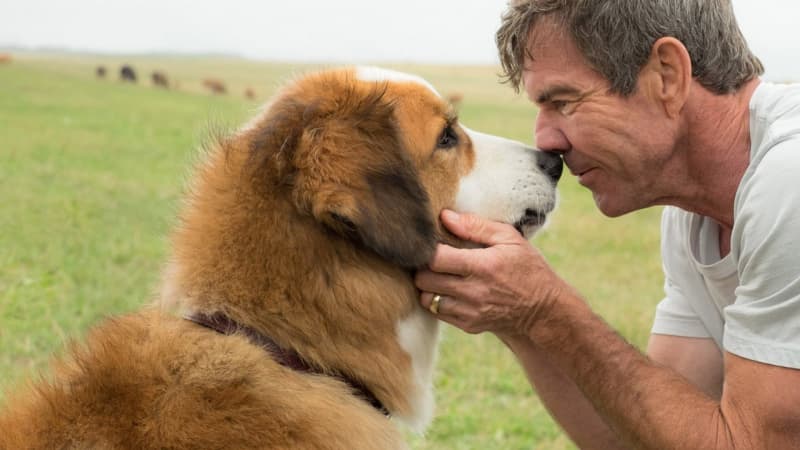 amazon, mitten ins herz: diese 7 filme mit hunden sollte jeder kennen!