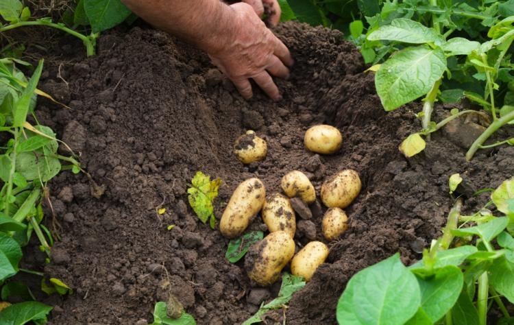 six conseils pour cultiver les pommes de terre dans son potager