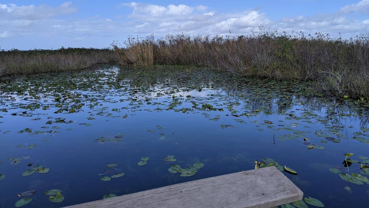 <p>If you want a road trip with a water focus, the Florida combination of Everglades and Biscayne will check all the boxes.</p><p>In Everglades National Park, you can book a tram tour or bike around a 15-mile loop. Flanked by water on both sides, visitors can see countless alligators, native birds, and even crocodiles. After a hot day under the sun, if you want to get <em>in</em> the water, Biscayne National Park is for you. You can <a href="https://www.nps.gov/bisc/planyourvisit/outdooractivities.htm" rel="nofollow noopener">snorkel, kayak, or fish</a> in the protected marine area.</p>
