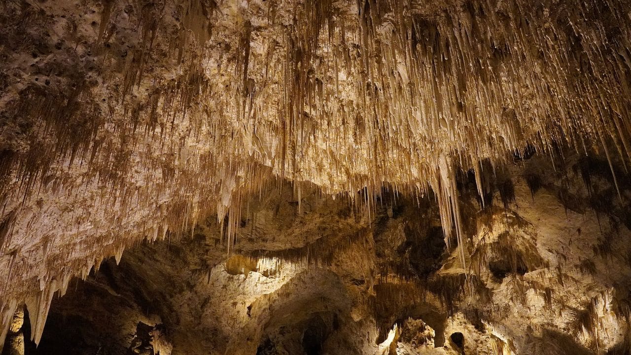 <p>From lush forests to sprawling caves to expansive sand, the New Mexico National Parks road trip has a little bit of everything.</p><p>Starting in Carlsbad Caverns, visitors can explore the caverns independently (specifically the popular <a href="https://www.nps.gov/cave/planyourvisit/things2do.htm" rel="nofollow noopener">Big Room and Natural Entrance</a> trails) or book a guided ranger tour to learn more about how the caverns first formed.</p><p>On the three-hour drive over to White Sands, you’ll drive next to the trees of Lincoln National Forest. This landscape quickly changes to sand as far as the eye can see once you reach White Sands. The national park houses the <a href="https://www.nps.gov/whsa/index.htm" rel="nofollow noopener">world’s largest gypsum dune field</a> (the white sand the park is known for).</p>