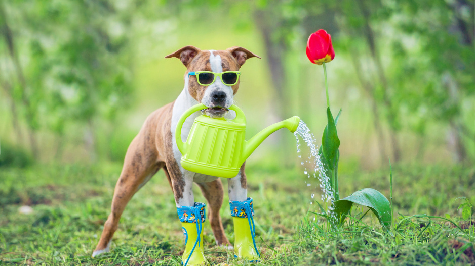 vyzkoušejte fígl, jak se zbavit hnědých skvrn v trávníku od pejska: pomůže vám kámen ve vodě. myslete i na to, ze některé rostliny jsou pro psa jedovaté