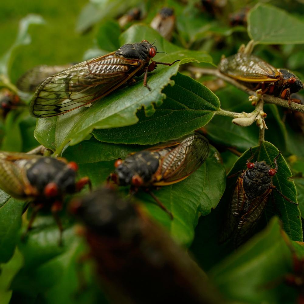 es wird richtig laut: usa steht doppelte zikaden-invasion mit milliarden insekten bevor