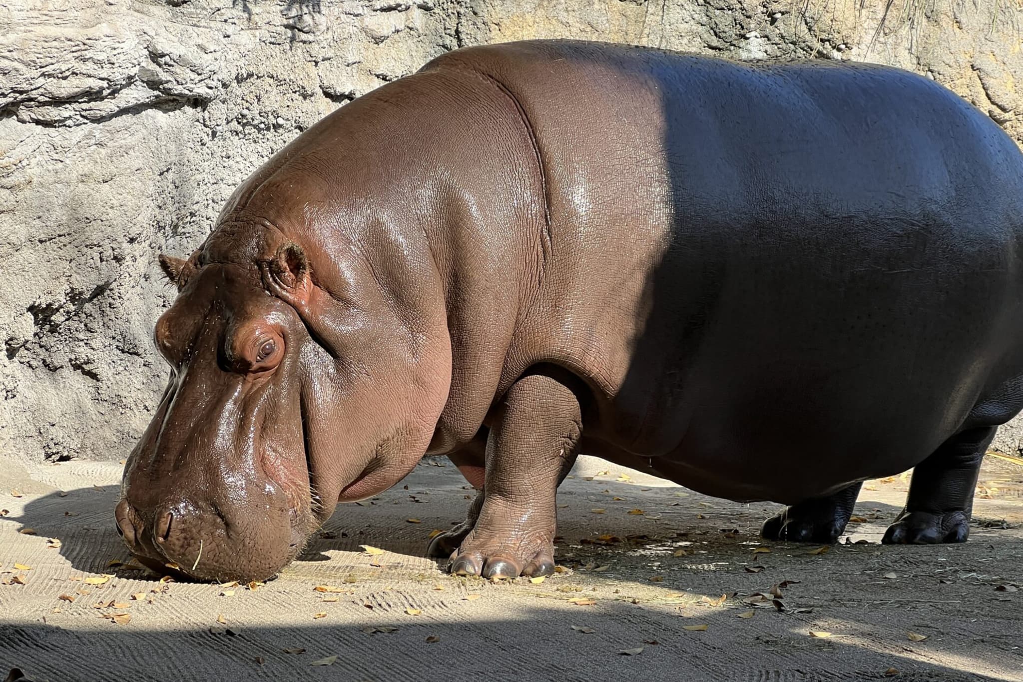 japon: dans un zoo, un hippopotame pris par erreur pour un mâle pendant des années