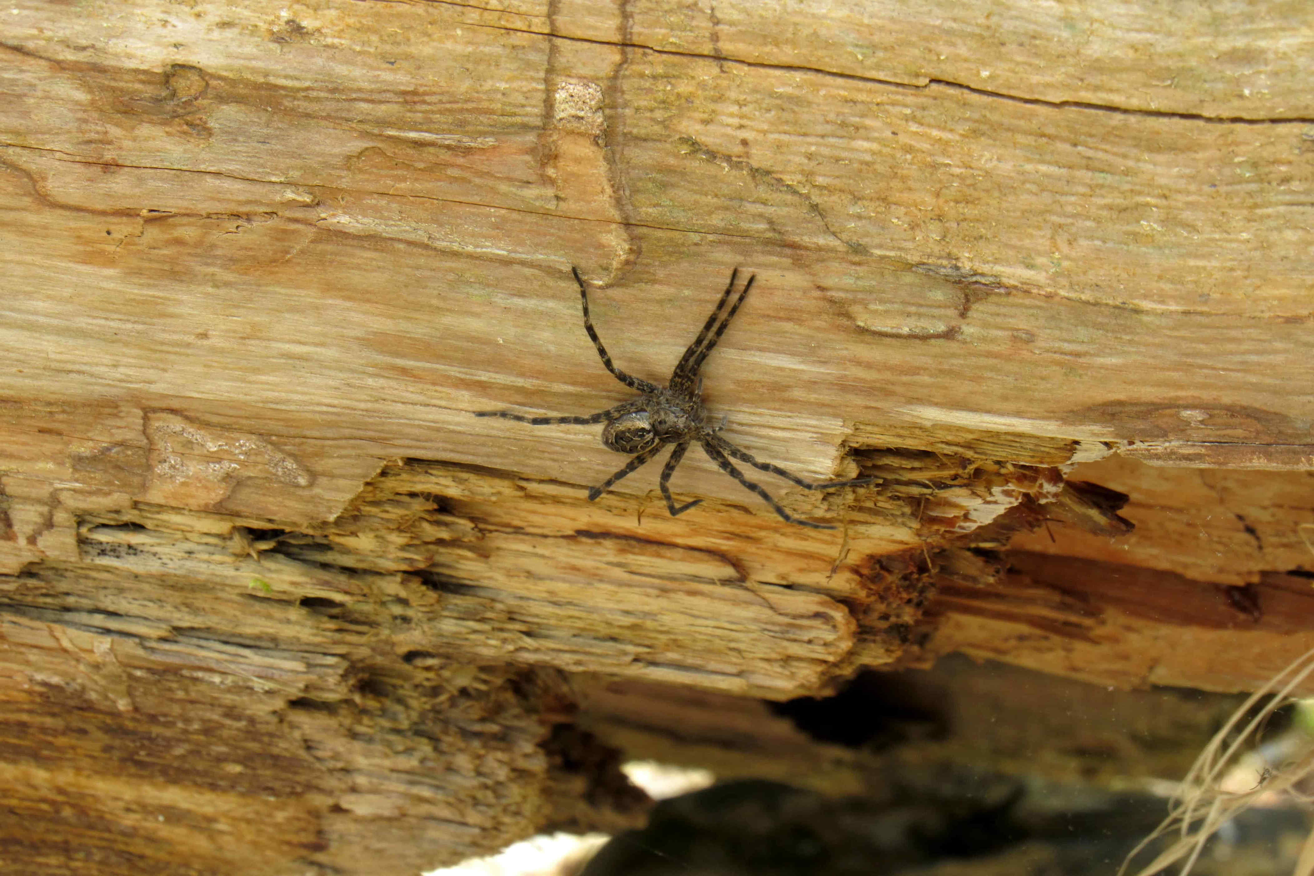 The Most Spider-Infested States in America