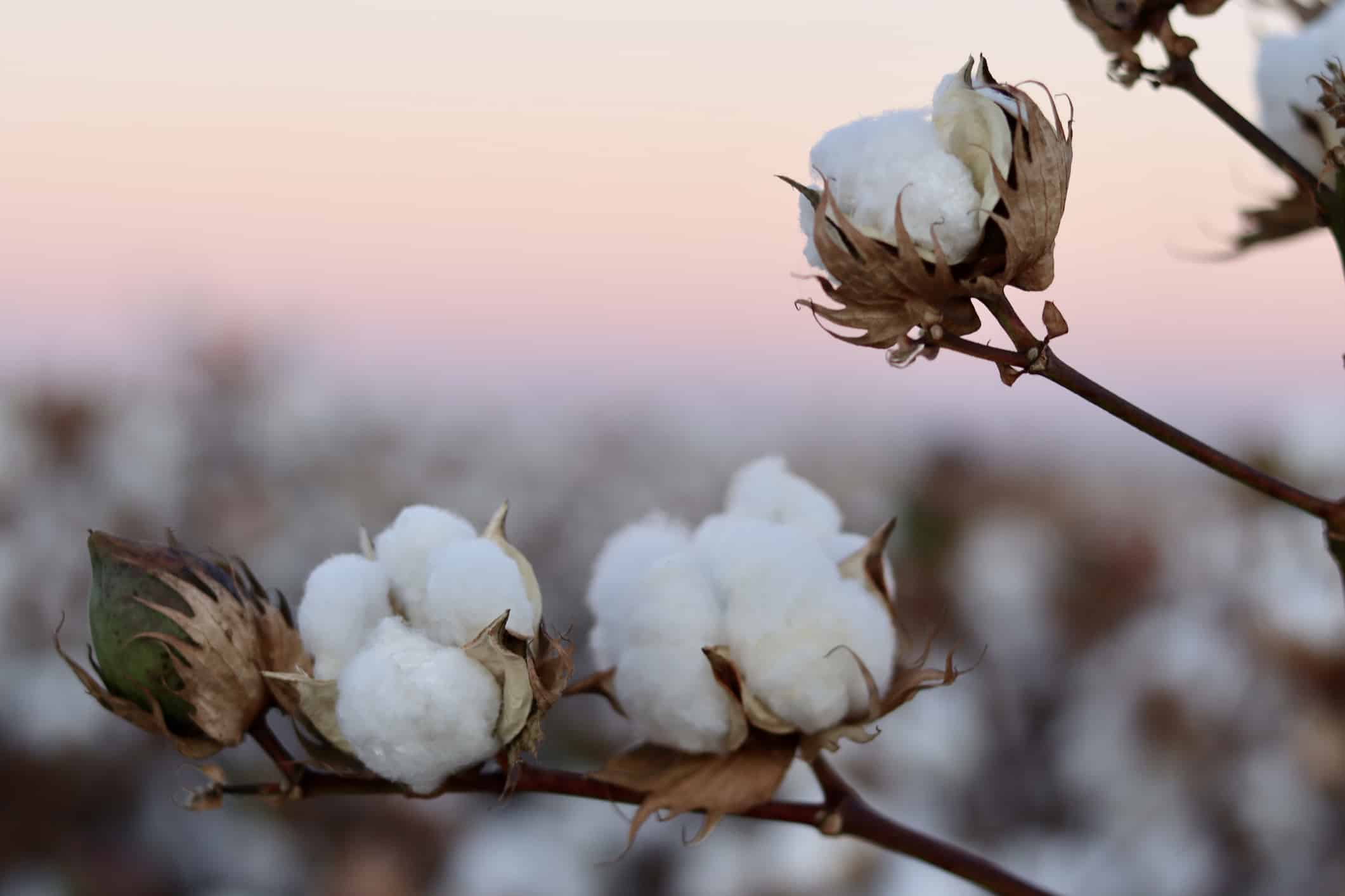 These Are The U.S. States That Grow the Most Cotton