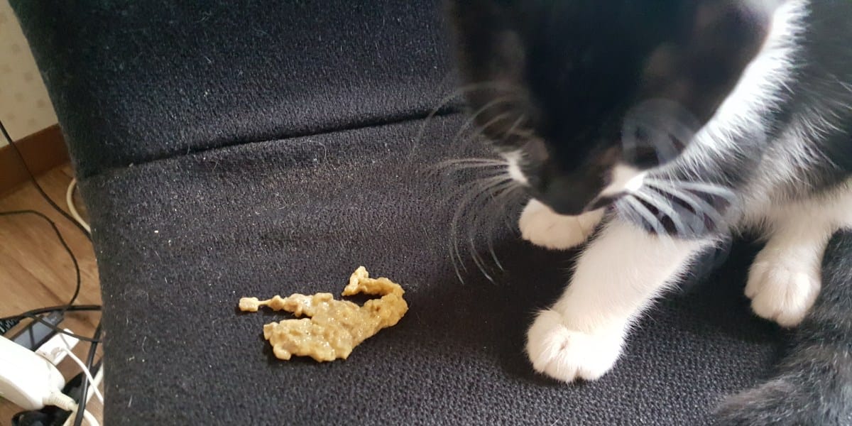 ¿por qué mi gato vomita comida sin digerir?
