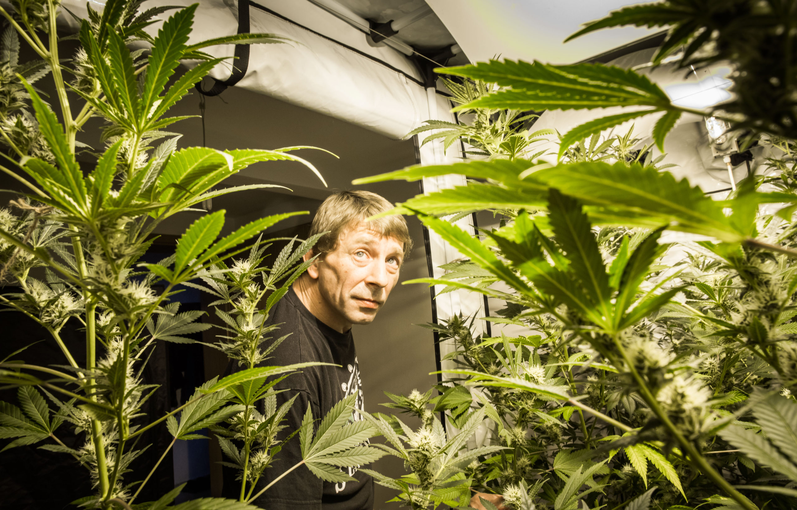cannabis-samen kaufen und pflanzen: diese regelungen müsst ihr beim eigenanbau beachten