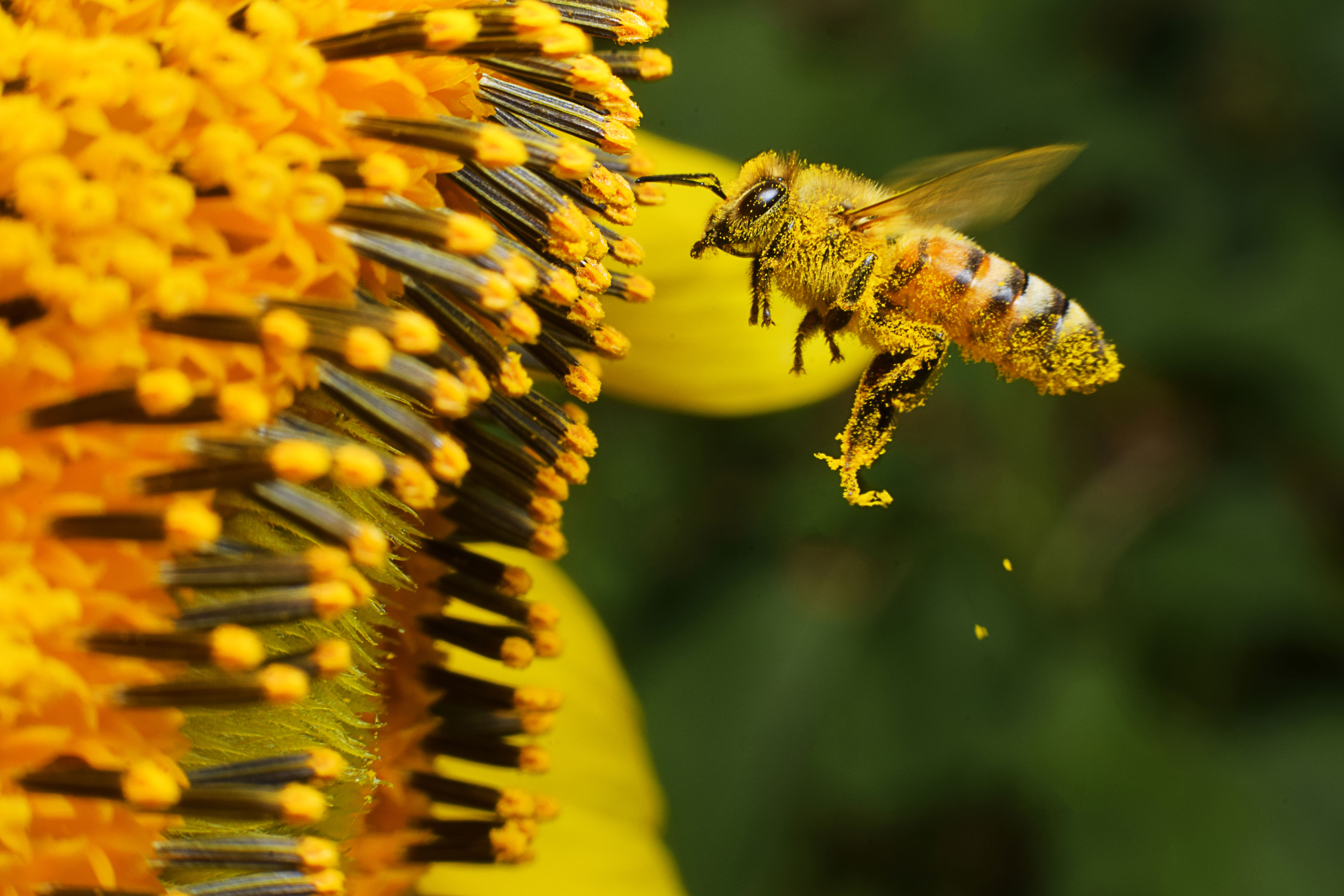 your yard can help avert the insect apocalypse. here’s how.