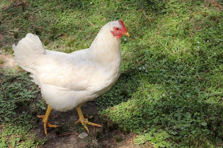 4 bau ini ternyata dibenci ayam, bisa digunakan untuk mengusir ayam tetangga yang masuk halaman rumah