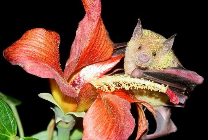 15 Things You Didn't Know About Bats