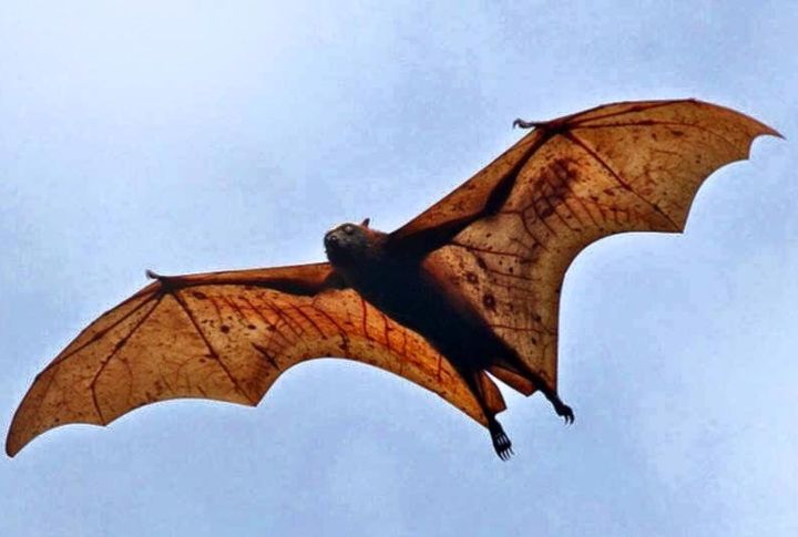 15 Things You Didn't Know About Bats