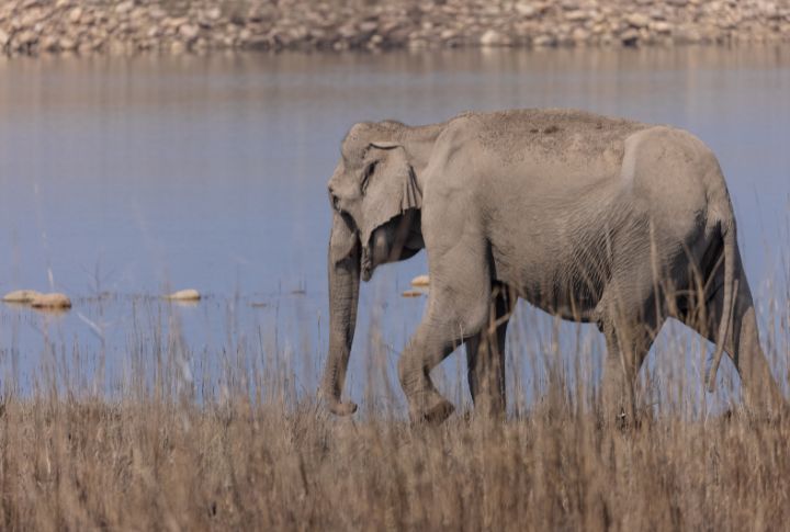 15 Facts About Elephants