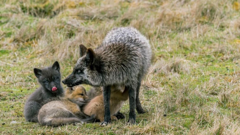 Red vs. Gray Fox: What's the Difference?