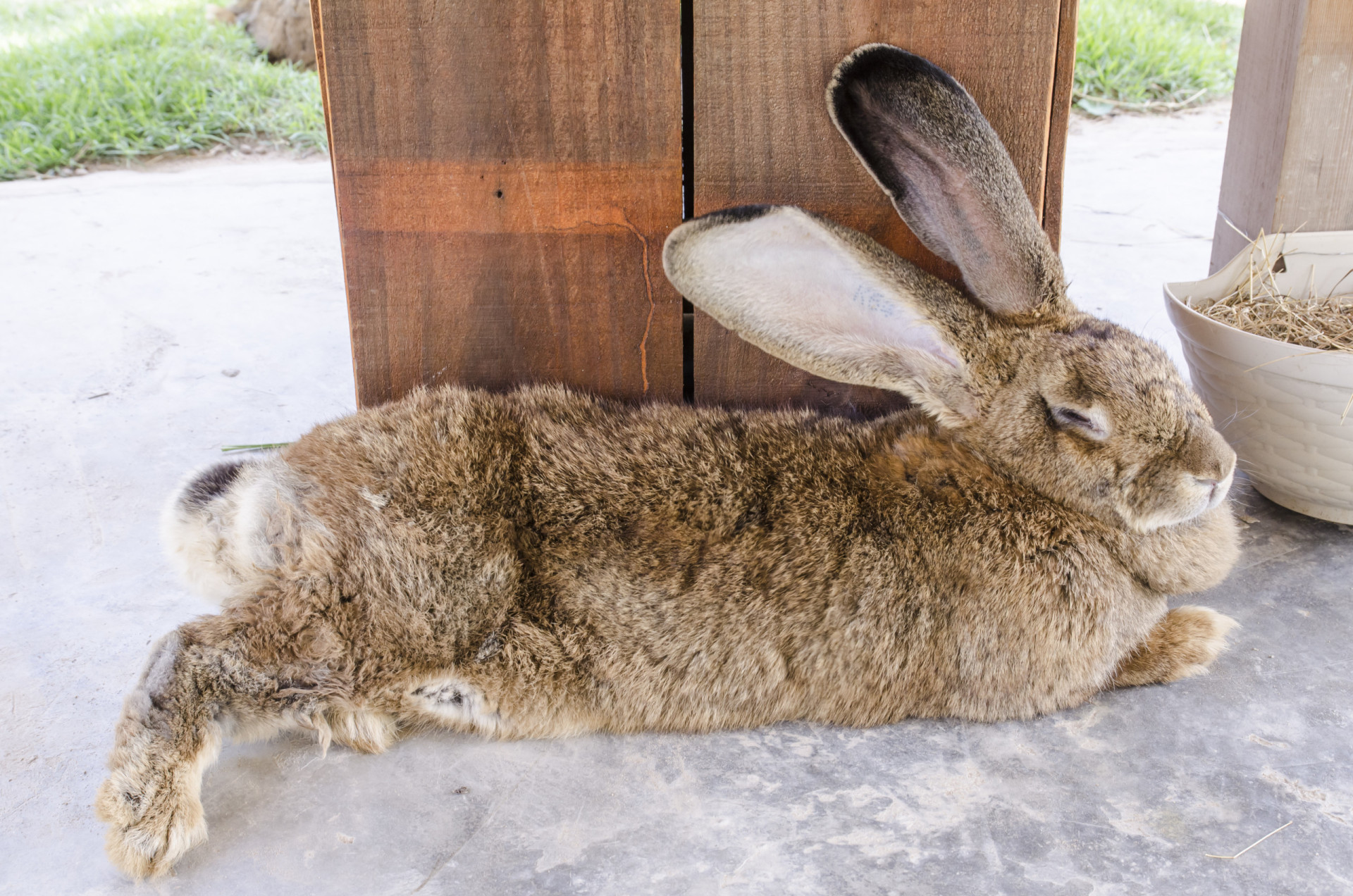 Tout ce qu'il faut savoir avant d'adopter un lapin de compagnie