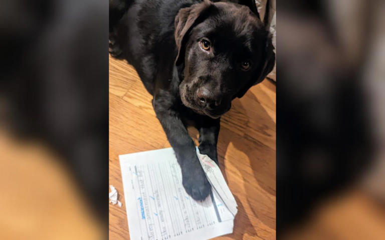 Winnie the black labrador puppy. Ben Lambert said his family's dog has a habit of picking up any random bits of paper within his reach