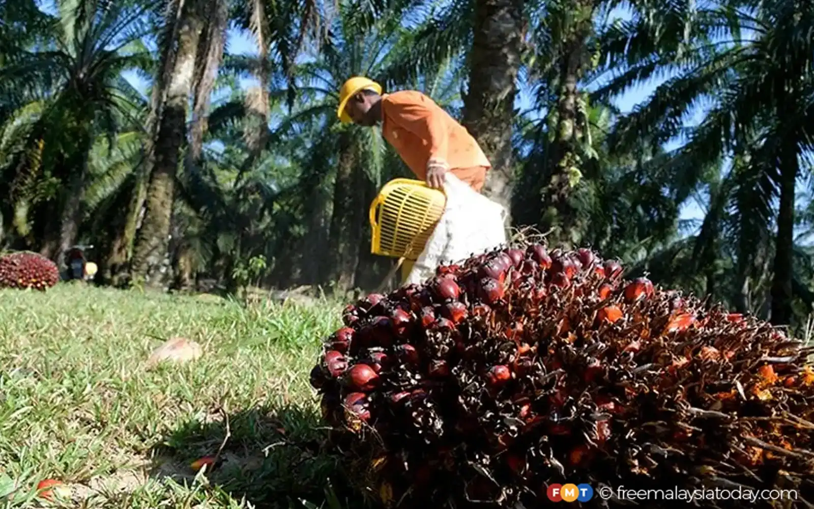 No Evidence Justifying Criticism Of Malaysian Palm Oil, Says Johari